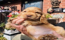 Cocker Spaniel dogs for sale: lyncham cocker spaniels - Image 4