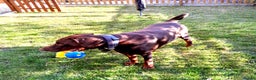 Dobermann dogs for sale:  LOUIS 3 YR OLD DOBERMANN DOG £800  - Advert 11