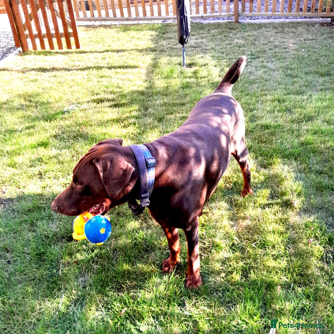 Dobermann dogs for sale:  LOUIS 3 YR OLD DOBERMANN DOG £800  - Advert 11