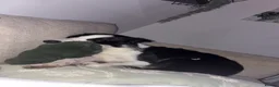 Border Collie dogs for sale: Boarder collie  - Advert 2