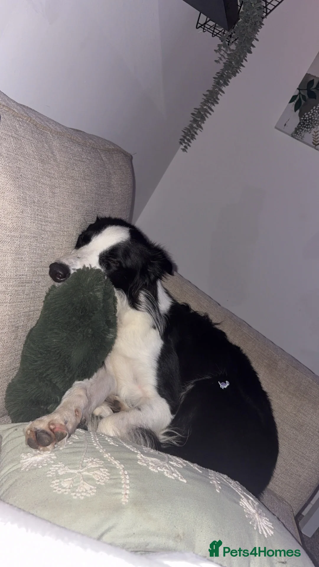 Border Collie dogs for sale: Boarder collie  - Advert 2