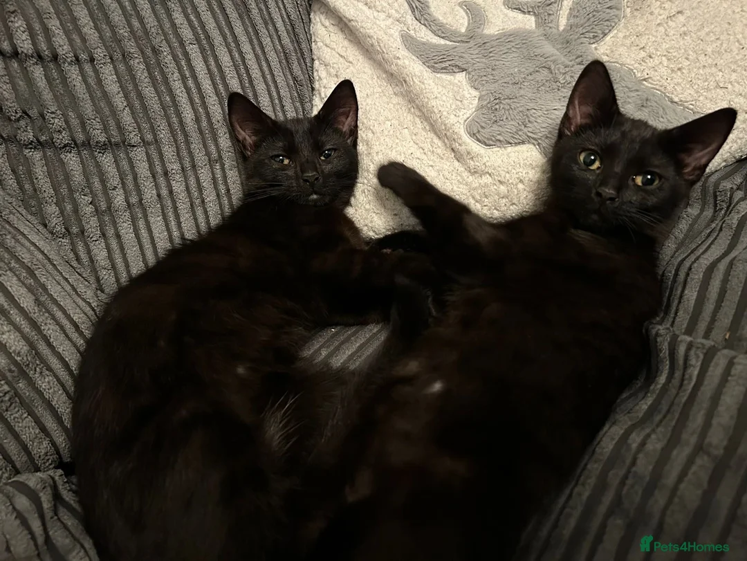 Mixed Breed cats for sale: 2 black cats for sale  - Advert 1