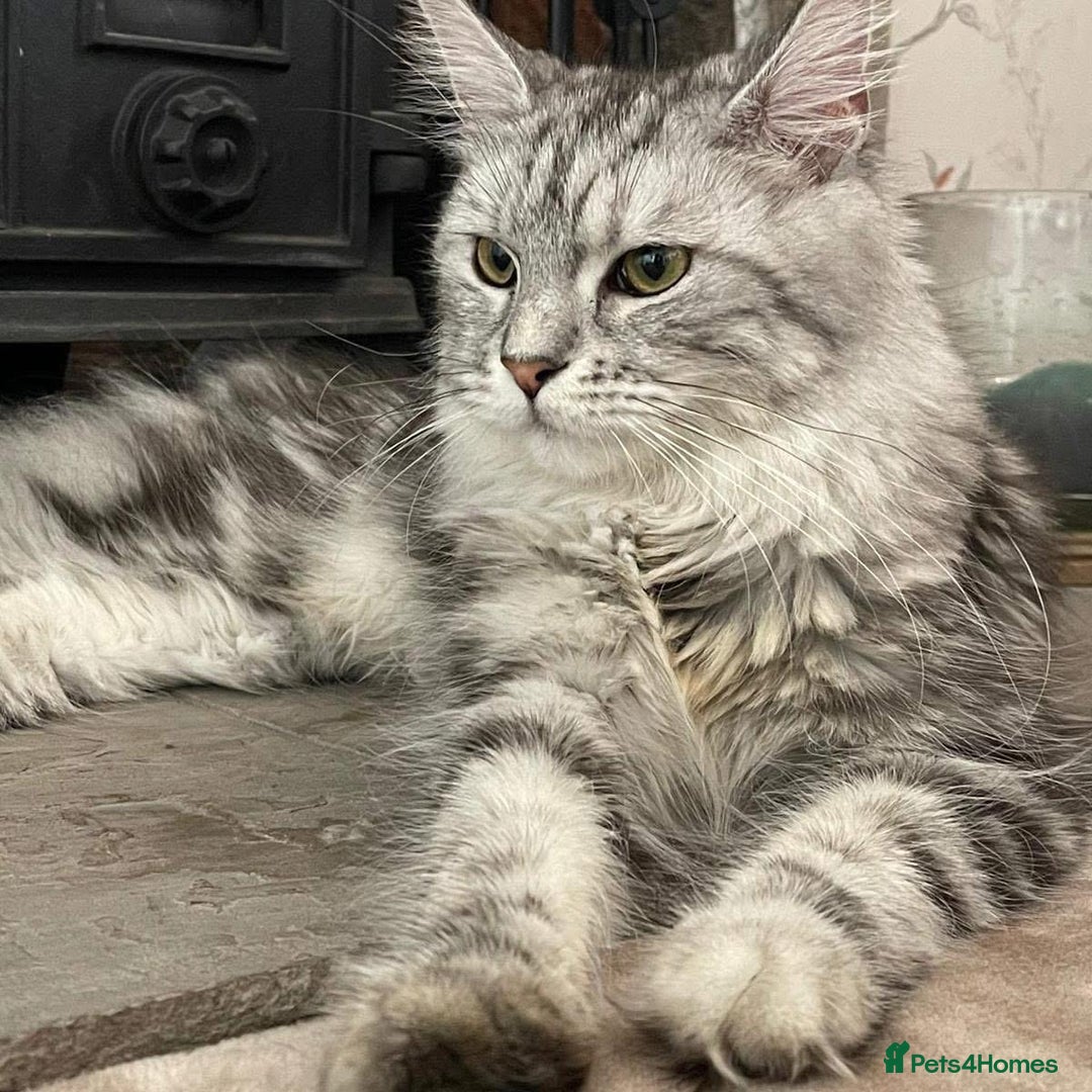 Maine Coon cats for sale: Maine coon kittens available  - Image 12
