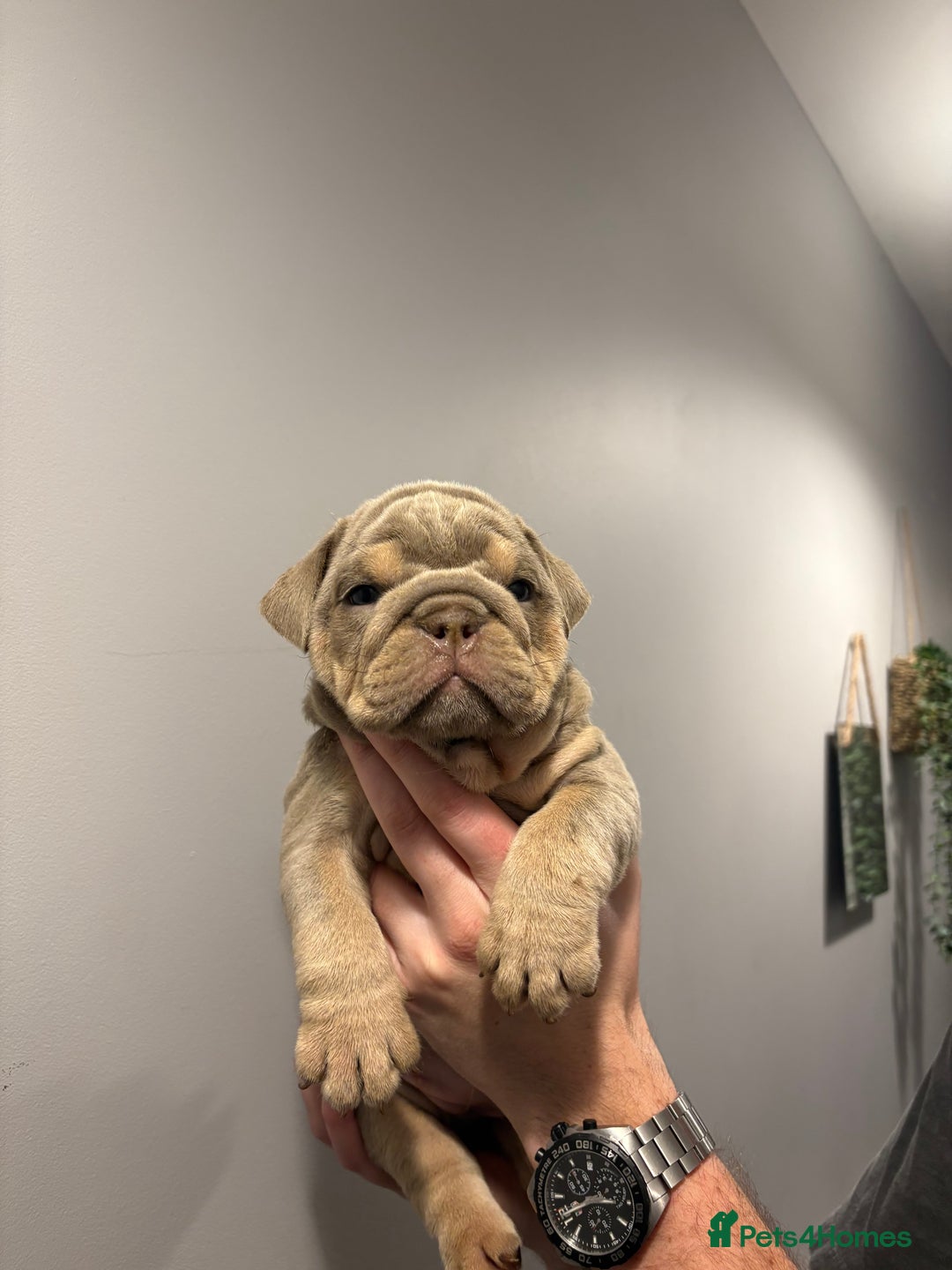 English Bulldog dogs for sale: English Bulldog puppies - Posherbulls bloodlines - Advert 9