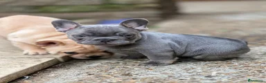 French Bulldog Puppy 4
