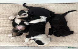 Tibetan Terrier dogs for sale: Tibetan Terrier puppies for sale  - Image 15