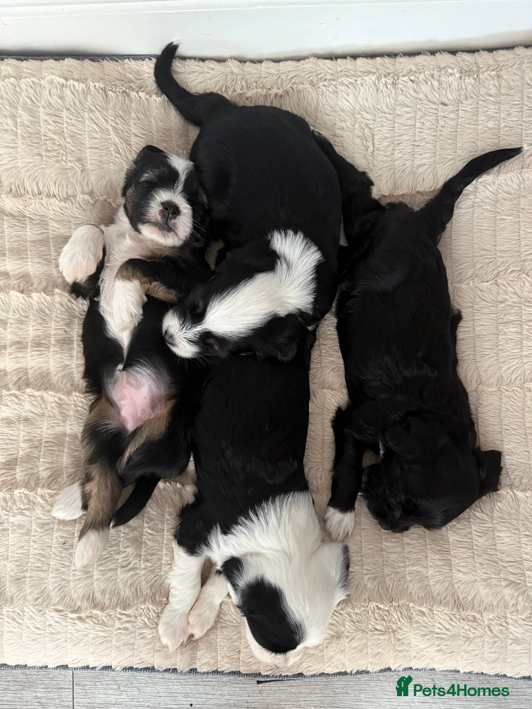 Tibetan Terrier dogs for sale: Tibetan Terrier puppies for sale  - Image 15