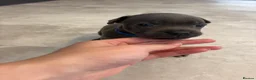 Staffordshire Bull Terrier dogs for sale: Beautiful Blue Staffordshire Bull Terriers🤍 in Llanybydder - Advert 37