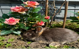 Netherland Dwarf rabbits for sale: STUNNING TAME PUREBRED BABY NETHERLAND DWARFS  - Image 2