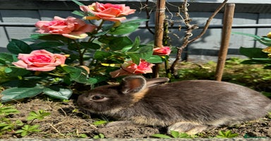 Netherland Dwarf rabbits - Advert 8