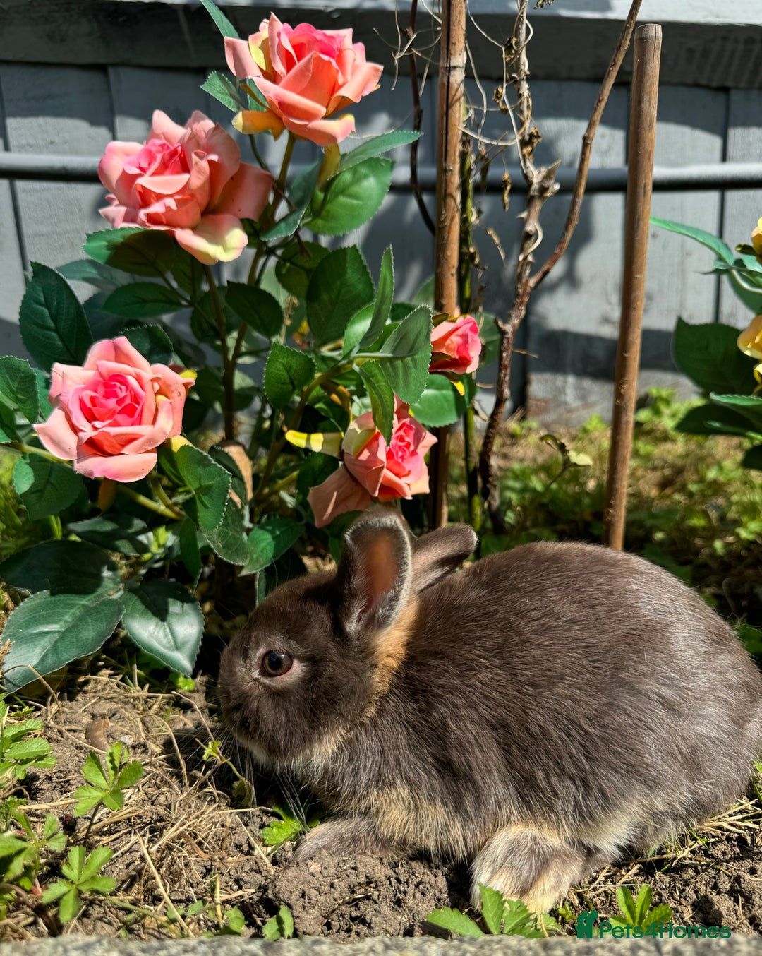 Netherland Dwarf rabbits for sale: STUNNING TAME PUREBRED BABY NETHERLAND DWARFS  - Image 2