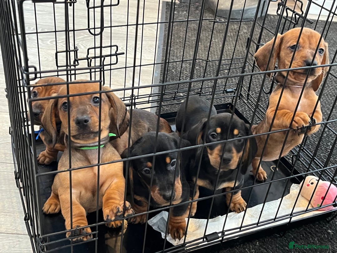 Dachshund dogs for sale: Dachshunds puppies  - Advert 1