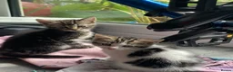 Mixed Breed cats for sale: Kittens -Ready now in Mold - Advert 2