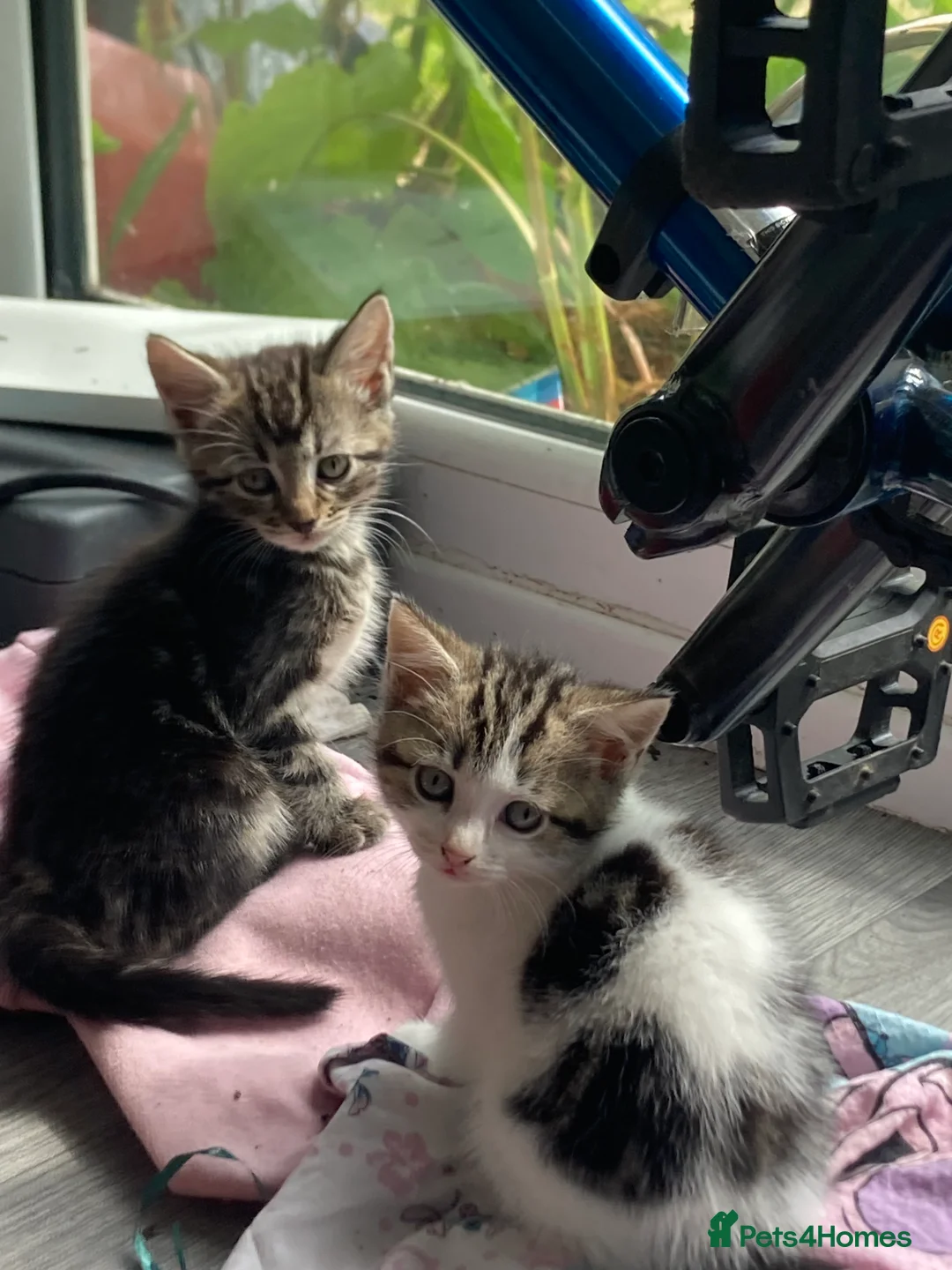 Mixed Breed cats for sale: Kittens -Ready now in Mold - Advert 2