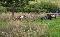 Goats livestock for sale: Four lovely pygmy goats for sale - Image 4