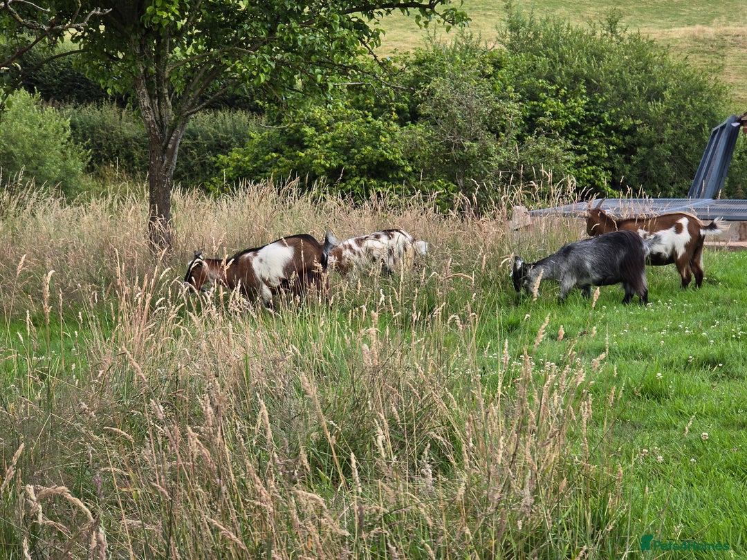 Goats livestock for sale: Four lovely pygmy goats for sale - Image 4