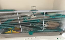 Hamster rodents for sale: Male Syrian hamster - Image 1