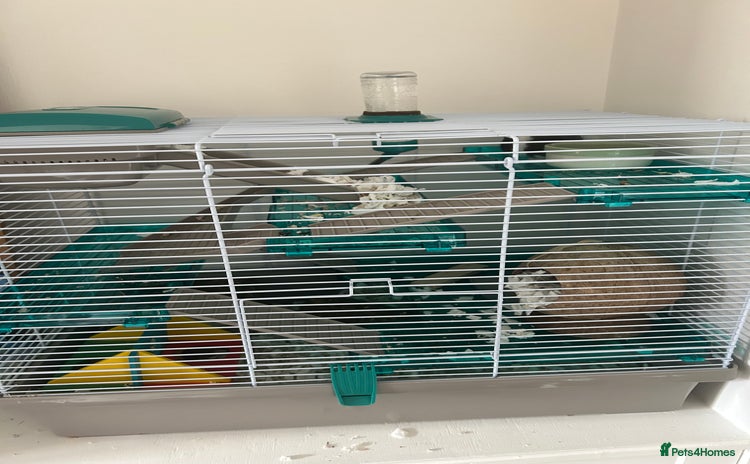 Hamster rodents - Advert 1