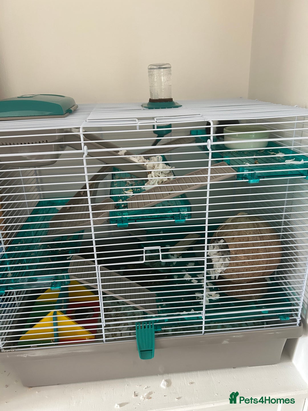 Hamster rodents for sale: Male Syrian hamster - Image 1