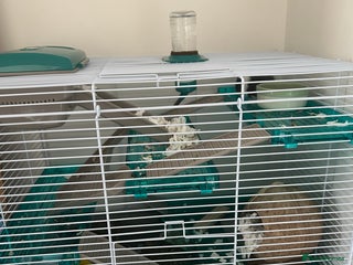 Hamster rodents for sale - Advert 1