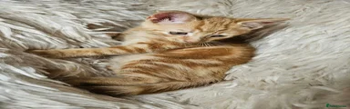 Mixed Breed 1