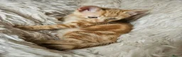 Mixed Breed cats for sale: 2 very beautiful kittens in Peterborough - Advert 9