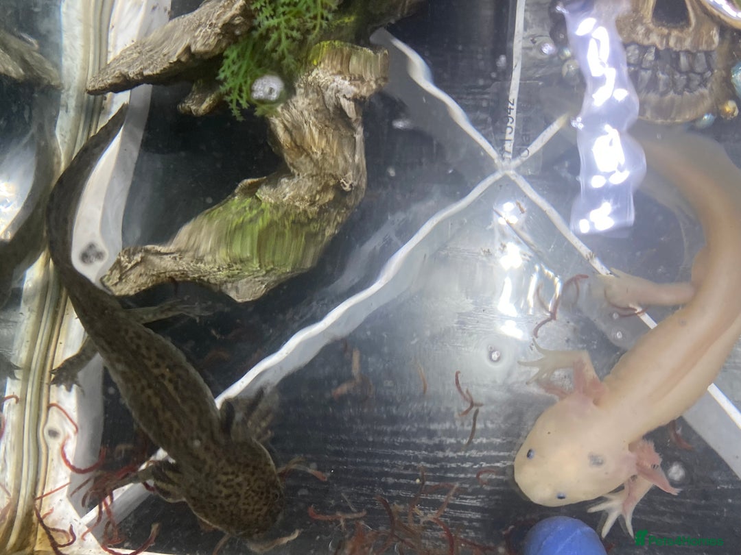 Pond Fish fish for sale: 2 Full grown axolotls - Image 3