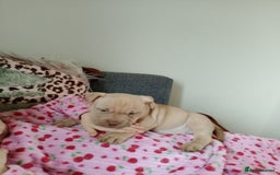 American Bully dogs for sale: American pocket bully  - Image 2