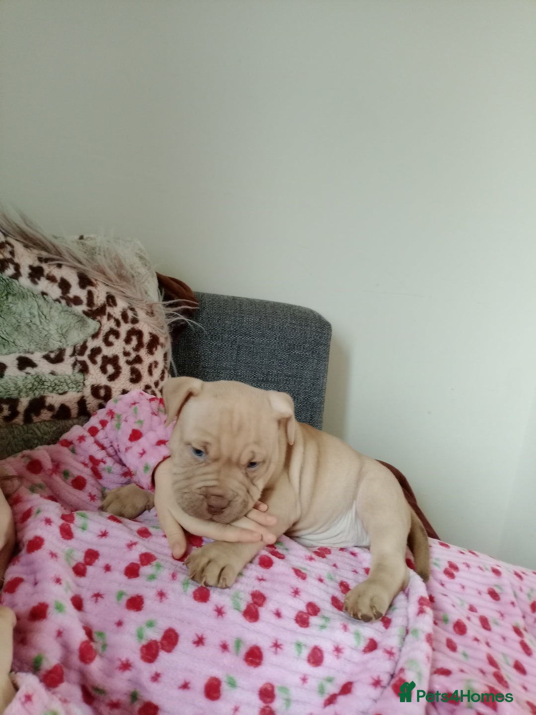 American Bully dogs for sale: American pocket bully  - Image 2