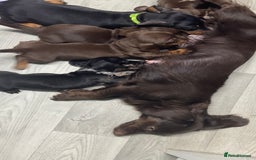 Miniature Dachshund dogs for sale: Gorgeous minix dachshund puppies ready now! - Image 14