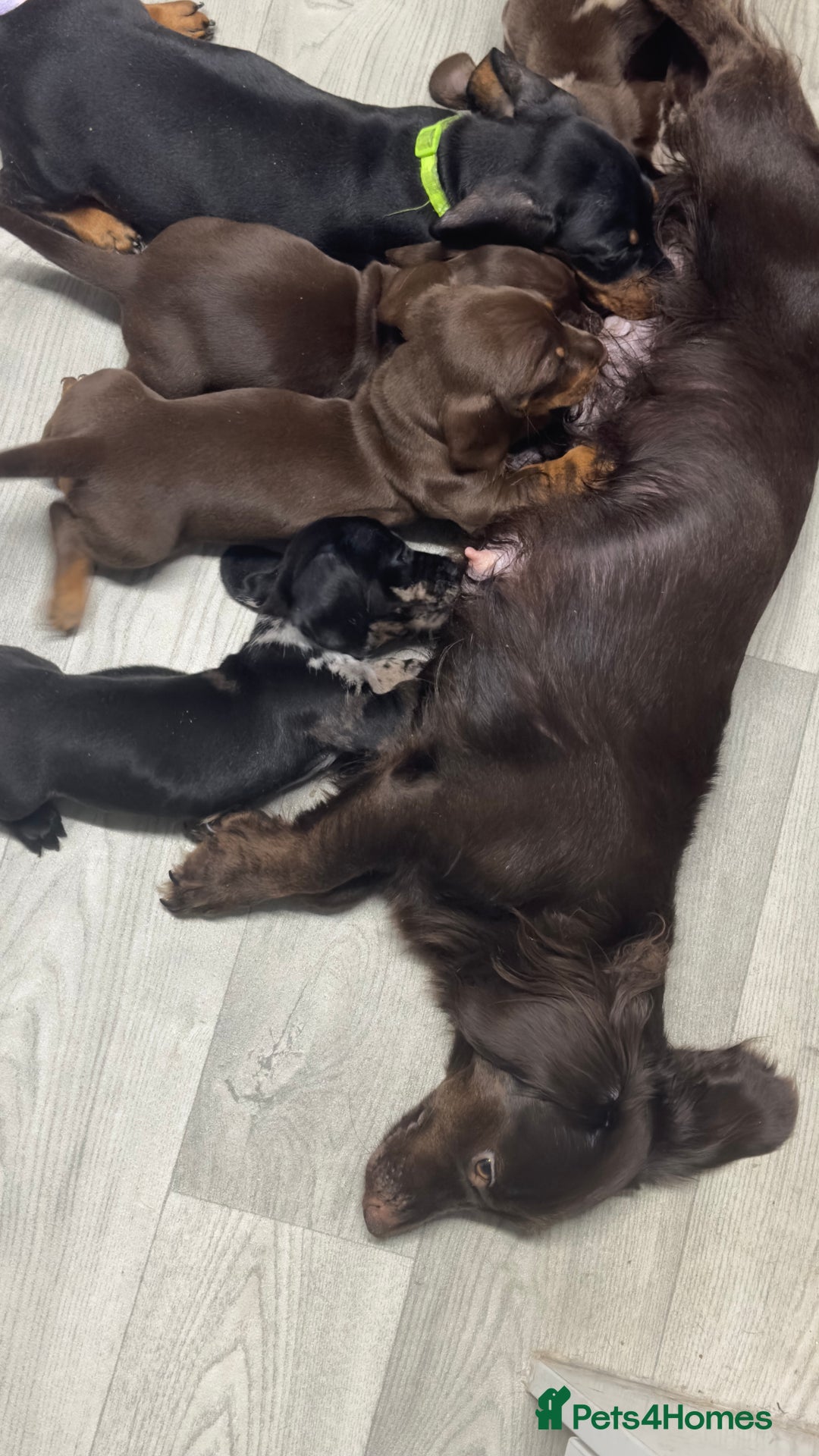Miniature Dachshund dogs for sale: Gorgeous minix dachshund puppies ready now! - Image 14