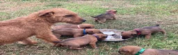 Lakeland Terrier dogs for sale: Lakeland Terrier Pups in Shrewsbury - Advert 8