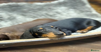 Miniature Dachshund dogs - Advert 4