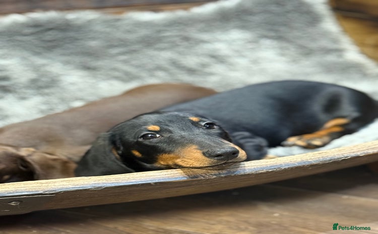 Miniature Dachshund dogs - Advert 2