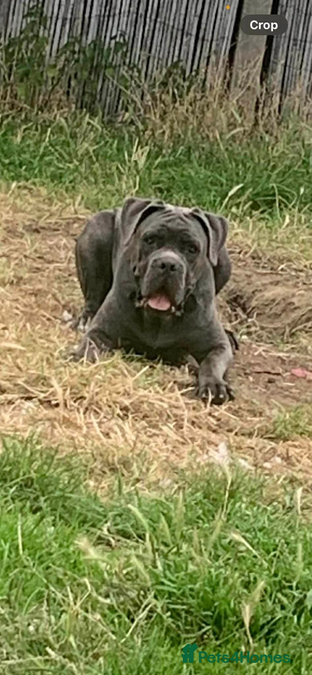 Cane Corso dogs for sale: Cane coseo male 2 and half years old  - Advert 2