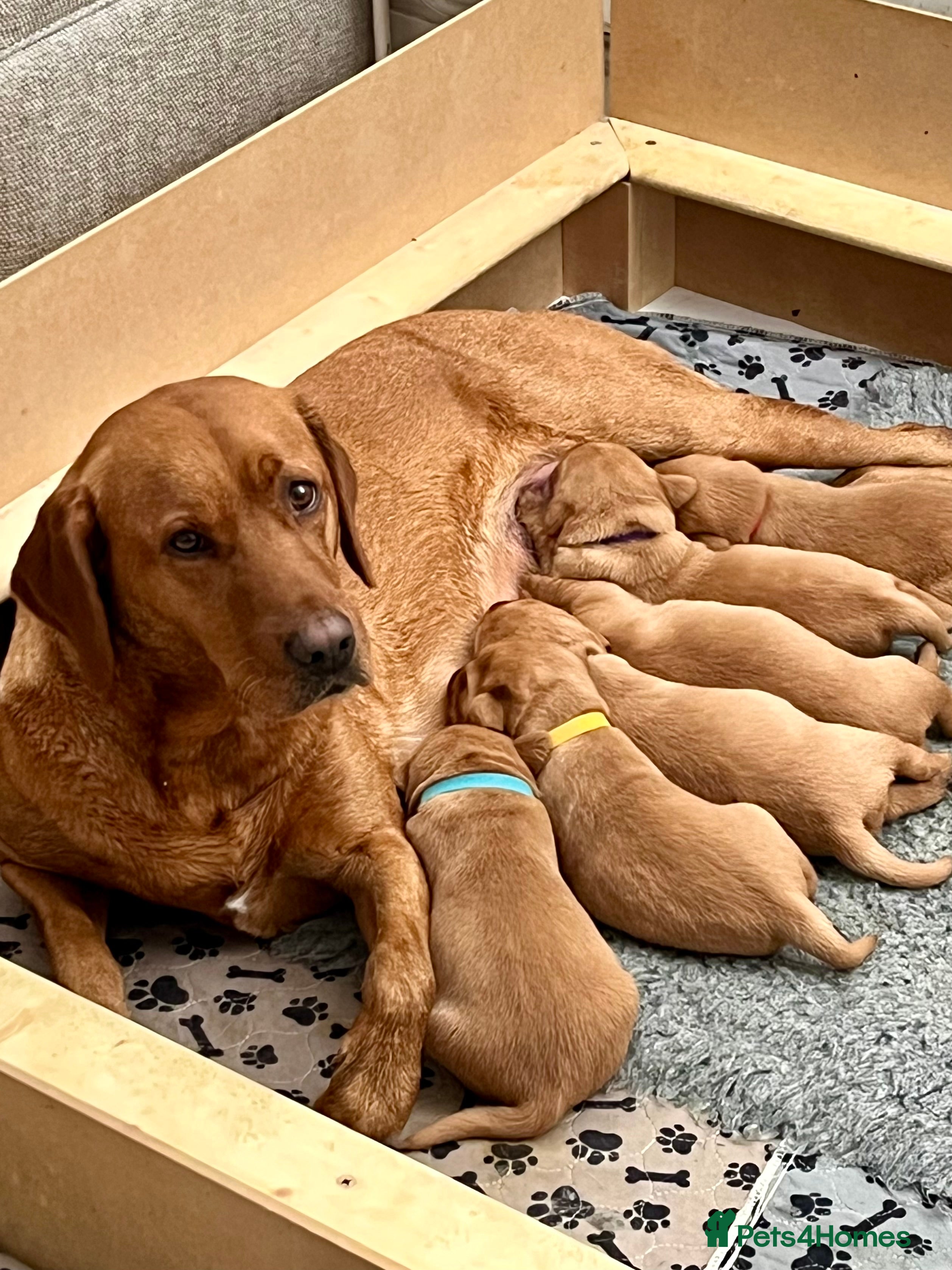 Labrador Retriever dogs KC REGISTERED, HEALTH TESTED FOX RED LABRADORS - Advert 1