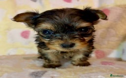 Yorkshire Terrier dogs for sale: Toy Yorkshire Terrier Puppies - Image 5