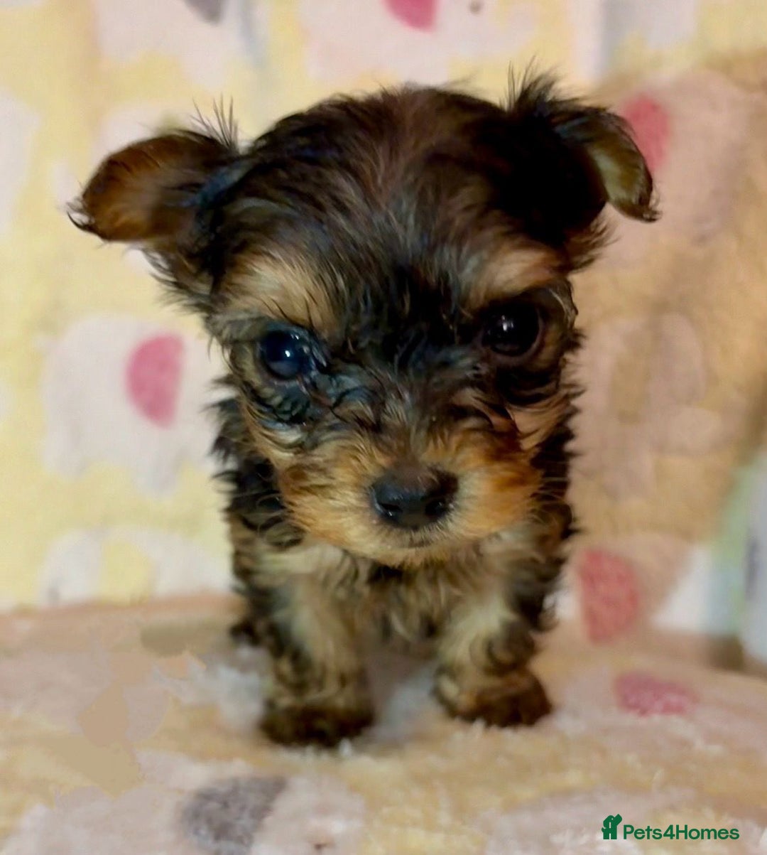 Yorkshire Terrier dogs for sale: Toy Yorkshire Terrier Puppies - Image 5