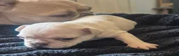 French Bulldog dogs for sale: French bulldog puppies looking for forever home - Advert 7