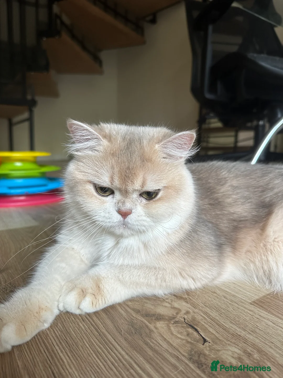 British Shorthair cats for sale: GCCF reg Active BSH Blue Gold Female for Breeding - Advert 5
