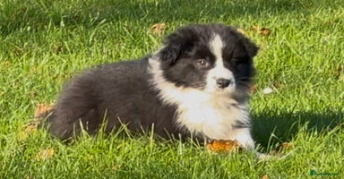 Border Collie dogs One beautiful boy available  - Advert 8