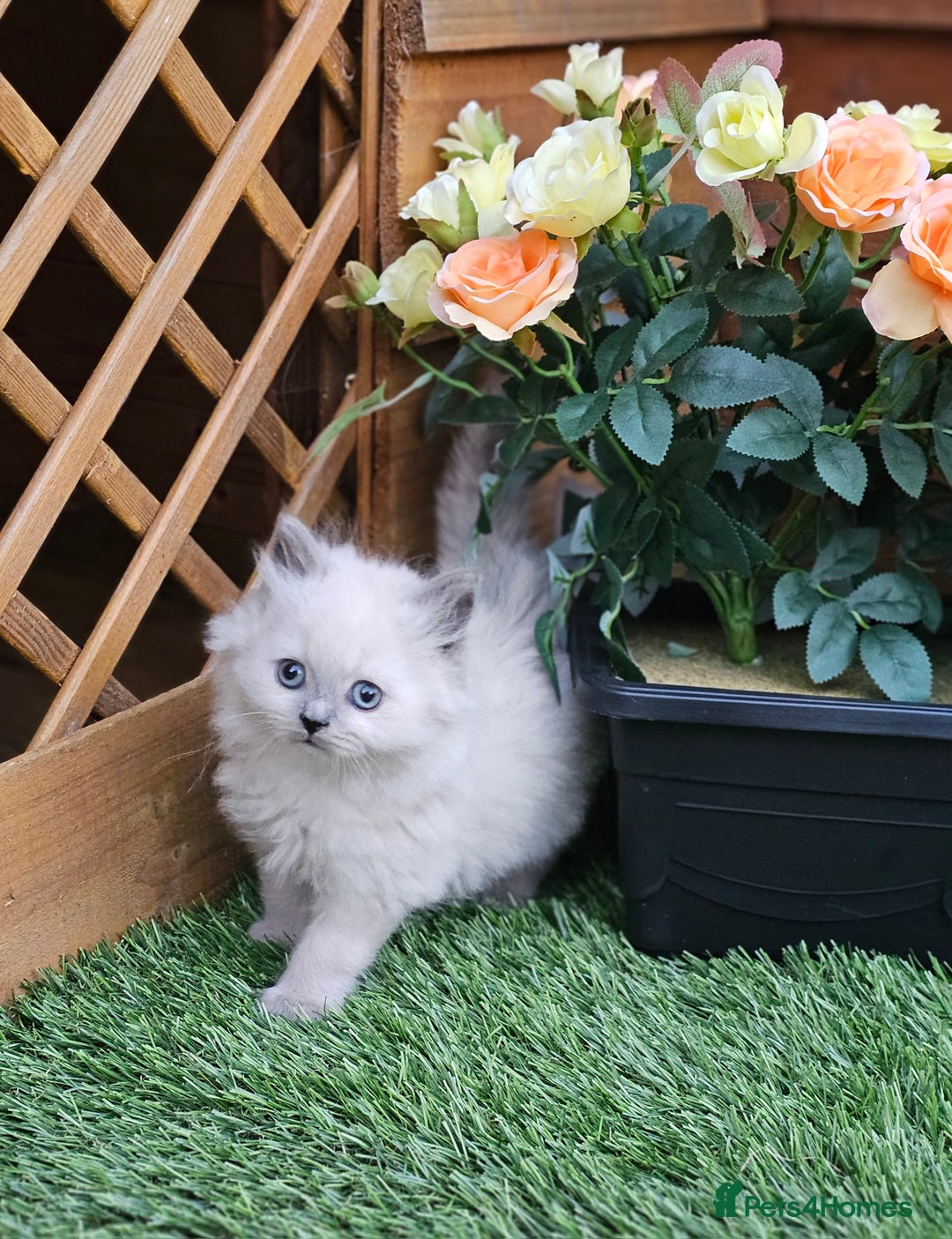 British Shorthair cats for sale: Last 4 male British Short-hair/long hair kittens  - Image 10
