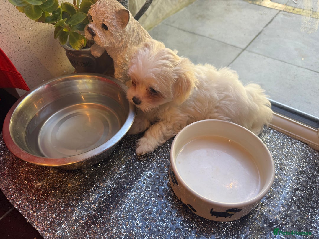 Maltese dogs for sale: Purebred Maltese Puppies for Sale - Image 7