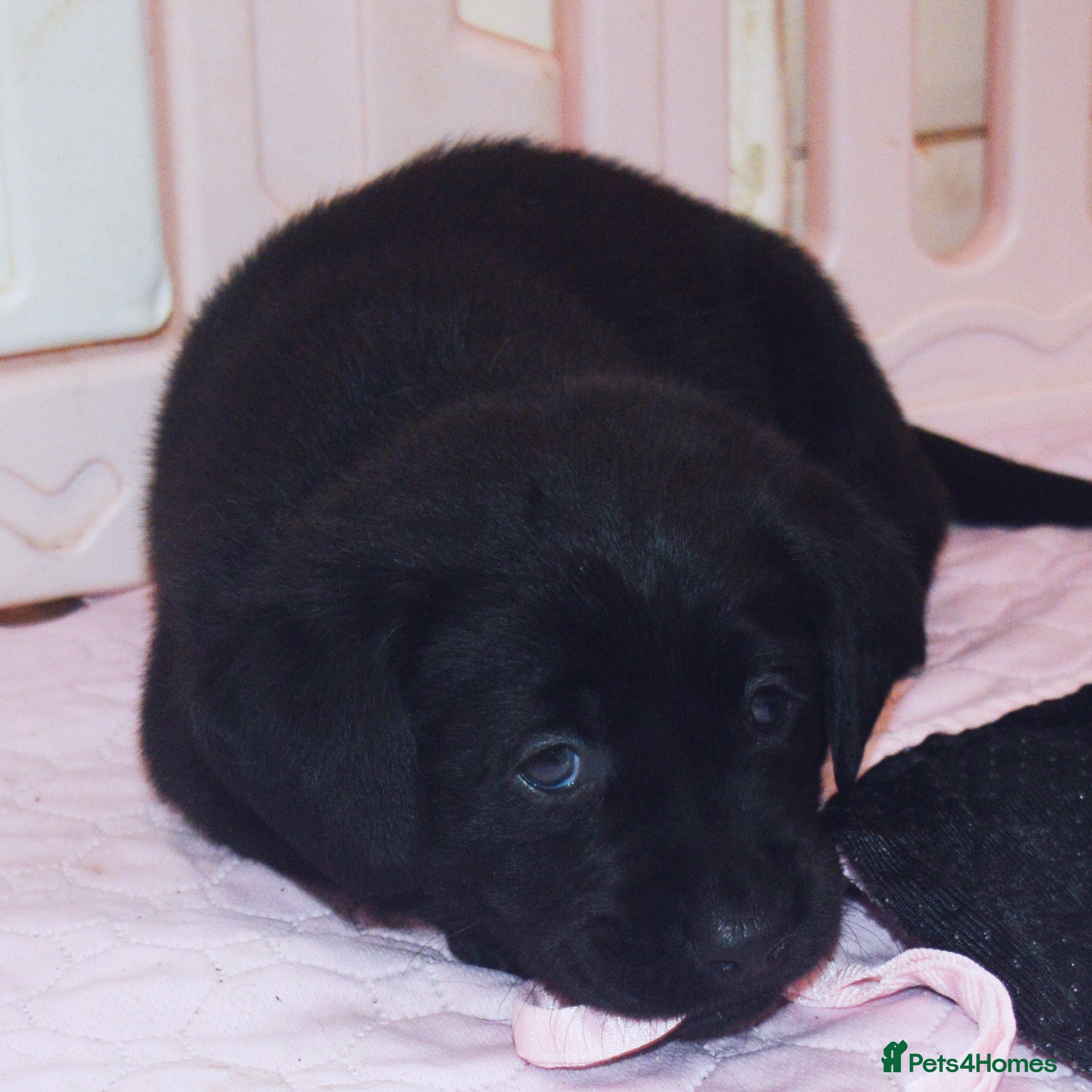 Labrador Retriever dogs EXTENSIVELY HEALTH TESTED KC CHUNKY LABRADORS  - Advert 1