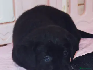 Labrador Retriever dogs EXTENSIVELY HEALTH TESTED KC CHUNKY LABRADORS - Advert 1