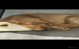 Cocker Spaniel dogs for sale: Show cocker spaniel  - Image 3