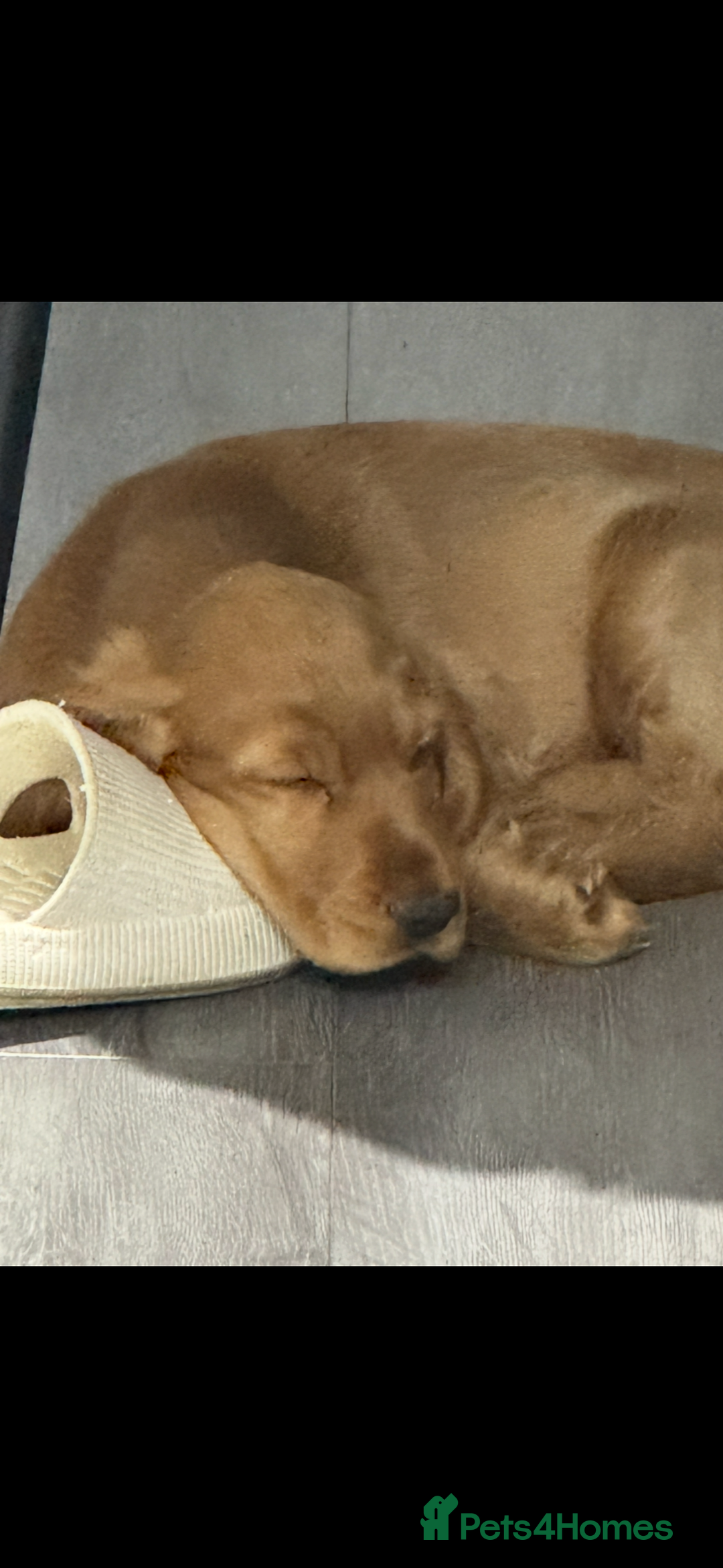 Cocker Spaniel dogs for sale: Show cocker spaniel  - Image 3