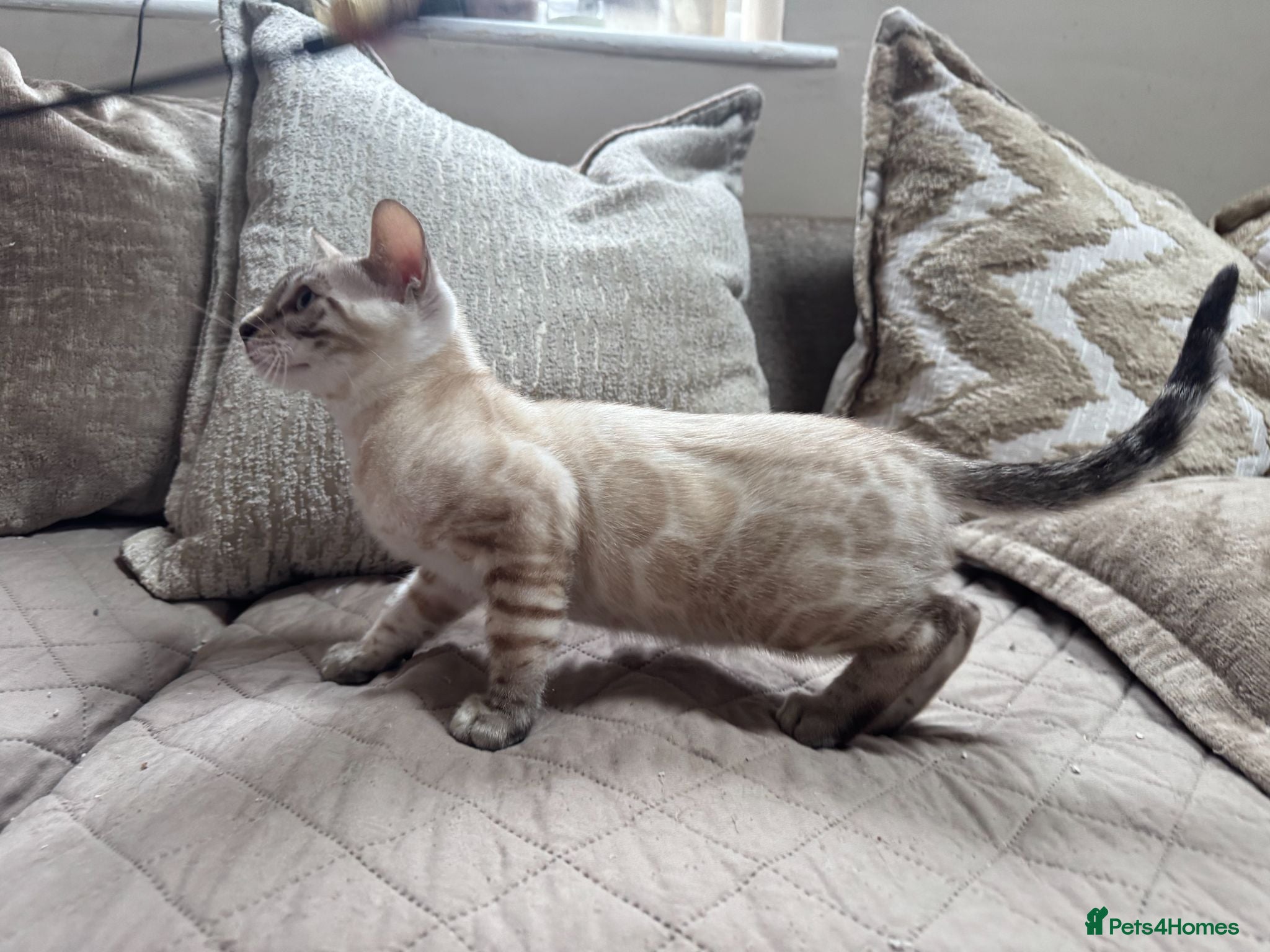 Bengal cats Stunning TICA Registered Snow Lynx Bengal Kittens - Advert 1