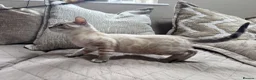 Bengal cats for sale: Stunning TICA Registered Snow Lynx Bengal Kittens - Advert 1