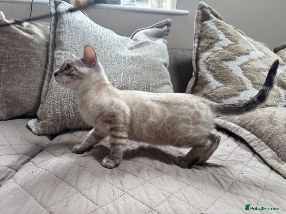 Bengal cats for sale: Stunning TICA Registered Snow Lynx Bengal Kittens - Advert 1